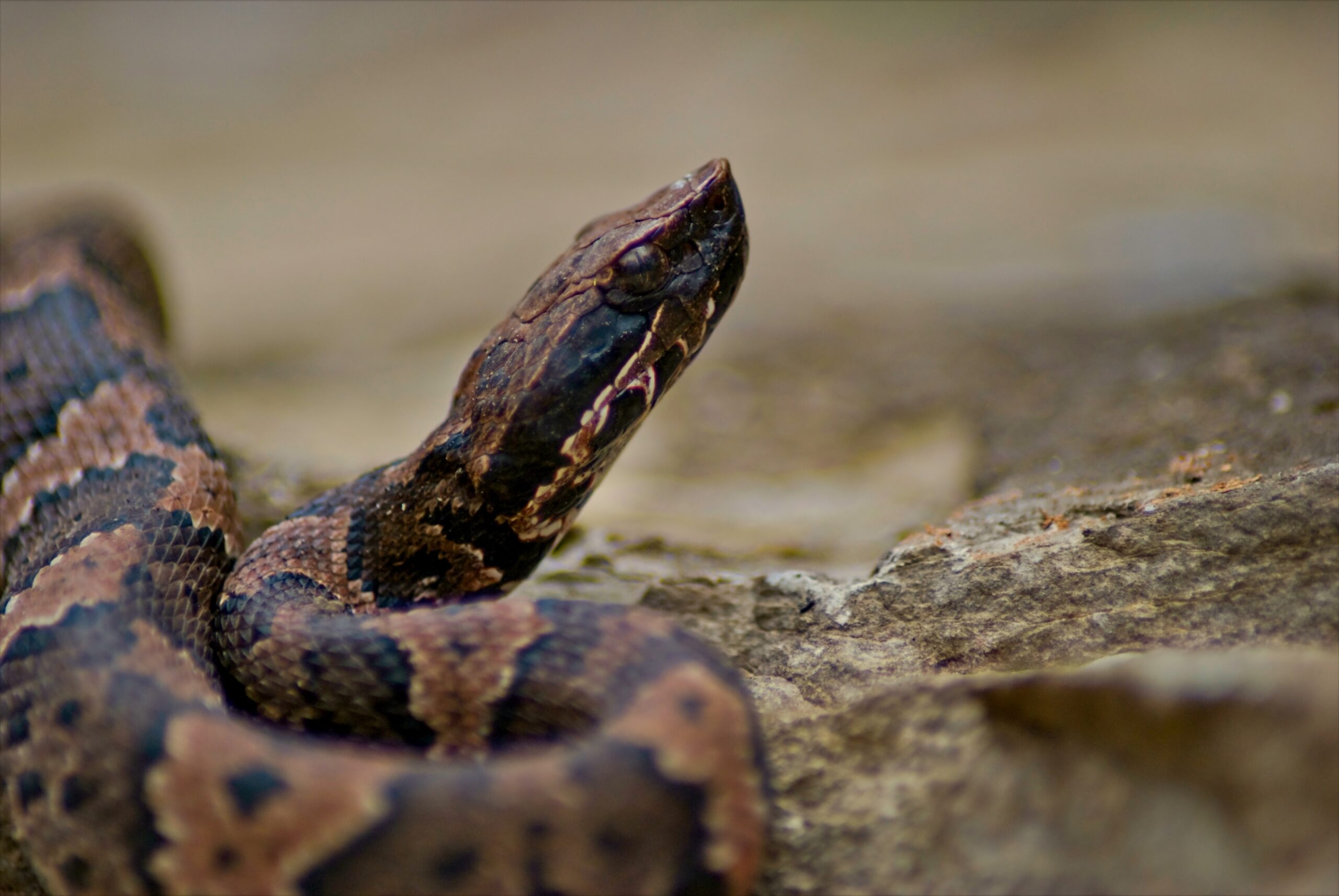 Keep snakes out of your Texas home with these expert tips